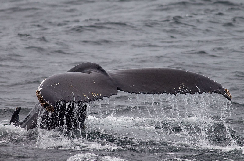 A humpback whale flukes its tail out of the water as it prepares to dive