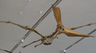 A pterosaur skeleton