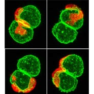 A red neutrophil (white blood cell) gliding over a doublet of transformed goblet cells in the skin of the zebrafish larvae.