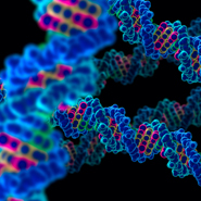 DNA molecule in 3D