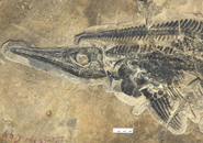 Ichthyosaur