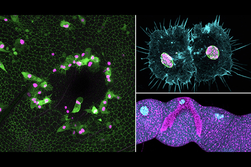 A compilation of images showing Dr Weavers research